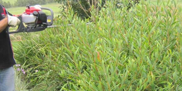 Caring For Hedges