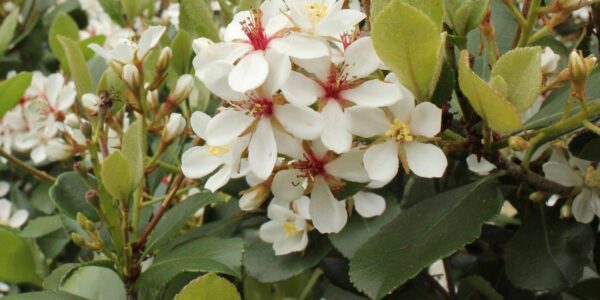 FLOWERING HEDGES - BY KATE WALL