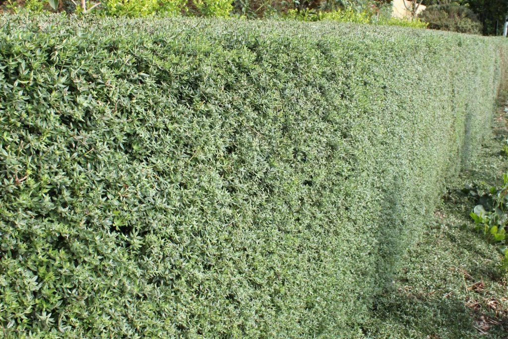 FORMAL VS INFORMAL HEDGES - BY KATE WALL