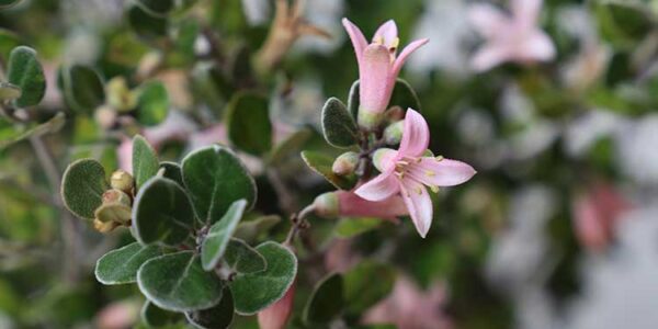 Flowering Hedges