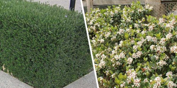 Formal vs Informal Hedges