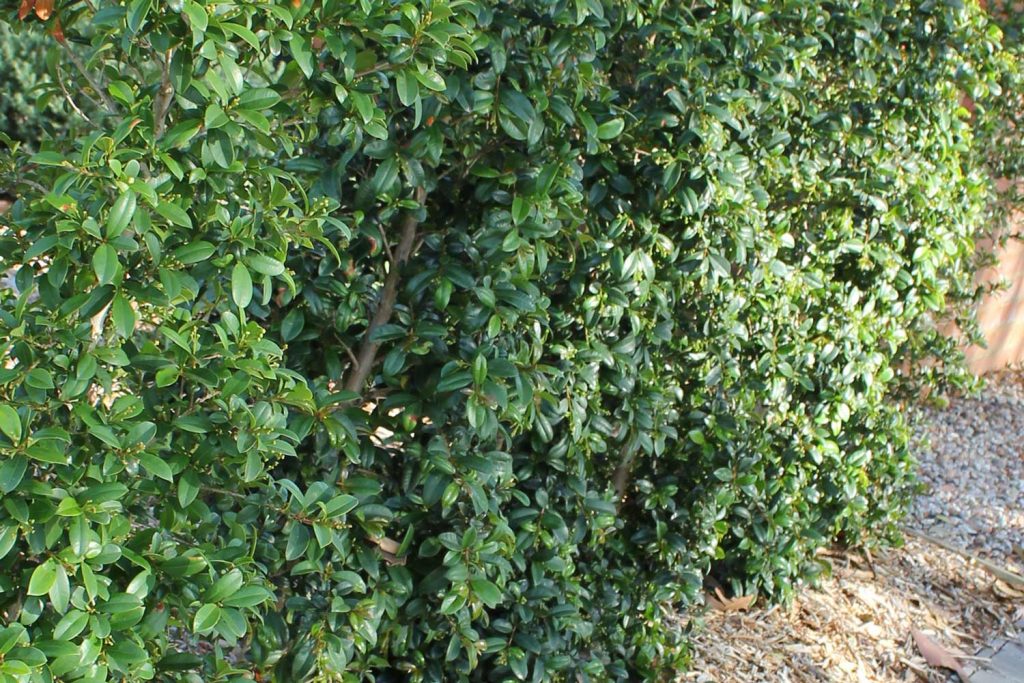 HEDGES FOR SMALL OR NARROW SPACES