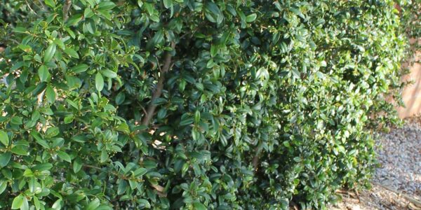 HEDGES FOR SMALL OR NARROW SPACES