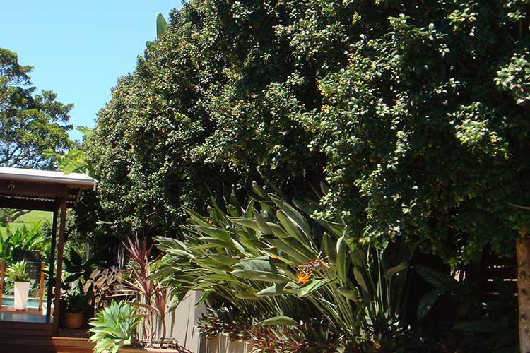 Hedges For Small Or Narrow Spaces