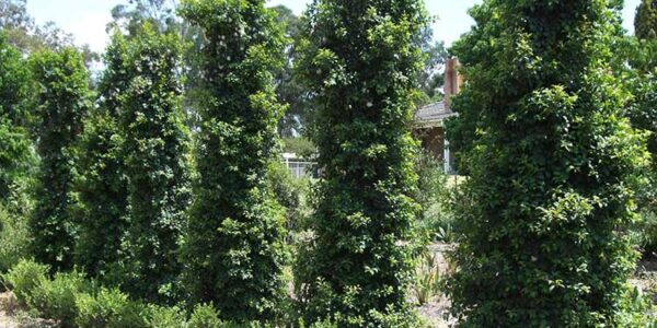 Spacing Plants for a New Hedge