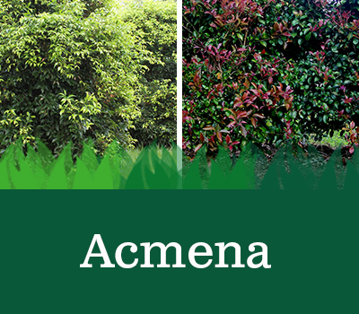 Acmena For Hedging