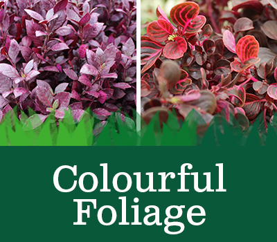 Colourful Foliage Plants