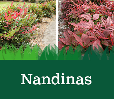Nandina Plants