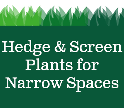 narrow space plants
