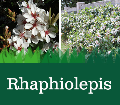 Tall Rhaphiolepis For Hedging And Screening
