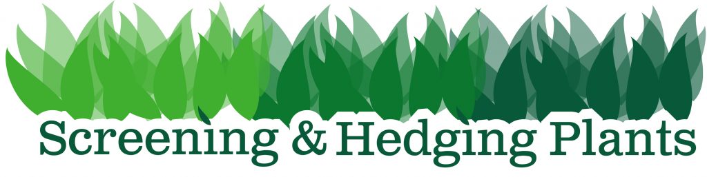 screening hedging plants