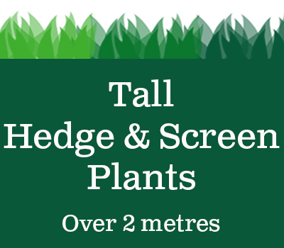 tall hedging plants