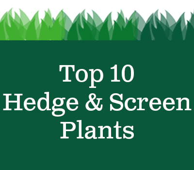screen hedge plants