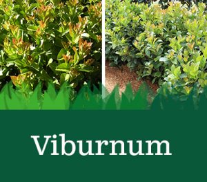 Tall Viburnum For Hedging And Screening