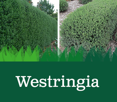 Medium Westringia plants