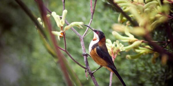 Flowering Plants for Birds