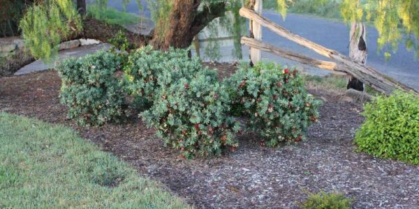 Low-Growing Hedges