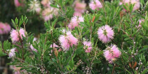 Best Callistemon Hedges