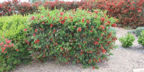 Best Native Plants for Tall Hedges