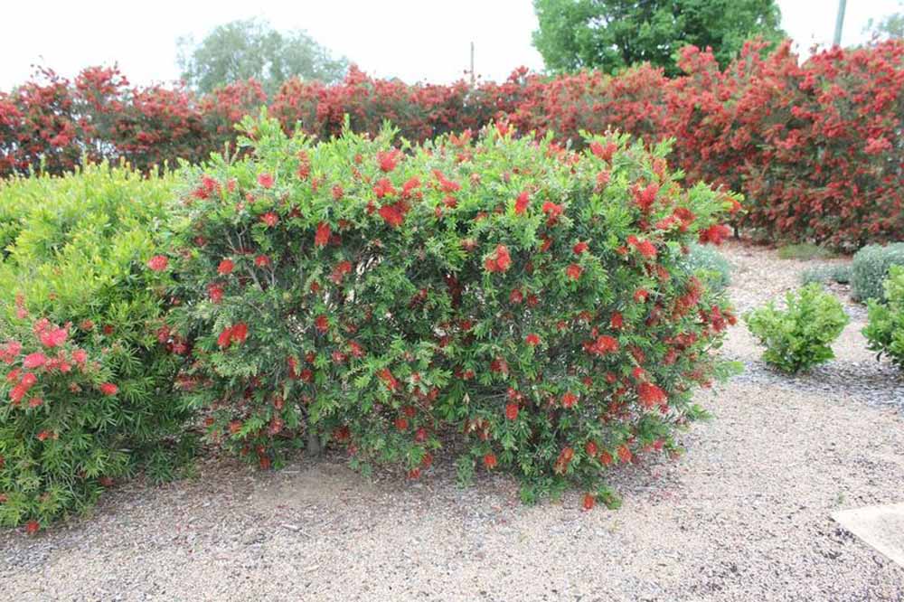 Best Native Plants for Tall Hedges