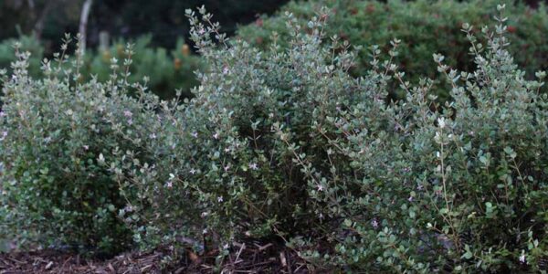 Callistemon Alternatives