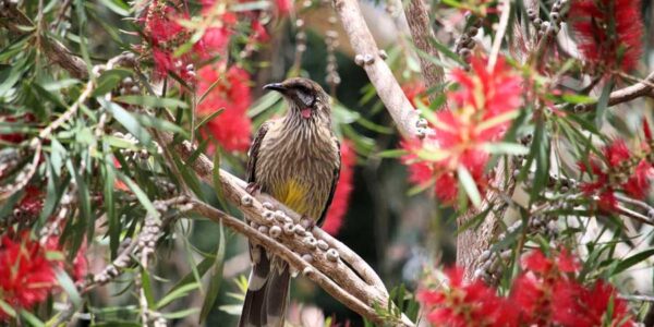 Flowering Plants for Birds