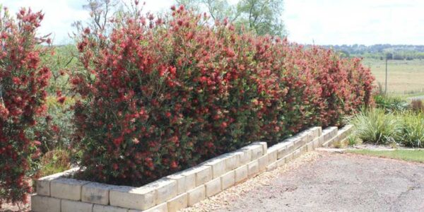 callistemon plants