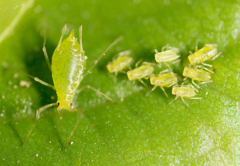 small aphid