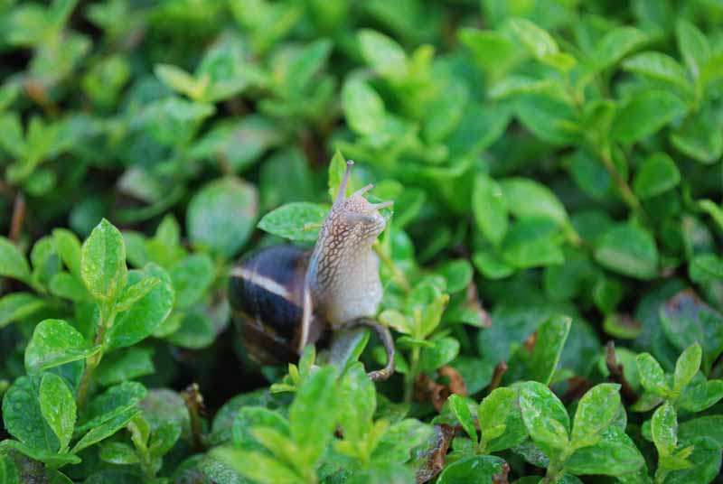 plant Snails and Slugs