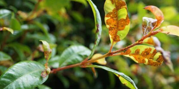 Myrtle Rust