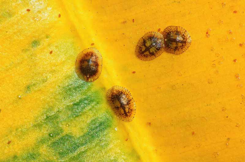 plant Scale Insects