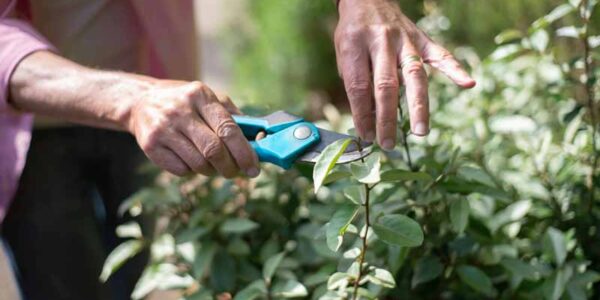 plant pruning