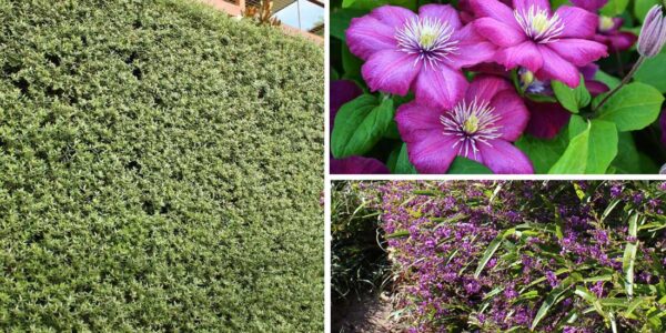 Best Native Plants for Screening