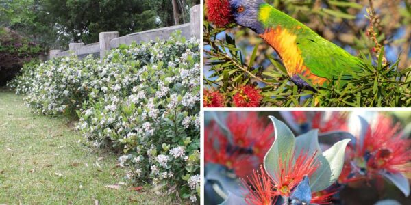 Hedges Attract Pollinators