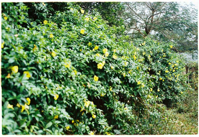 Hibbertia plant
