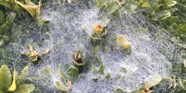 Pests and Diseases for Hedges