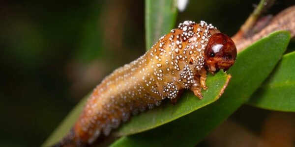 Revive a Bottlebrush Tree