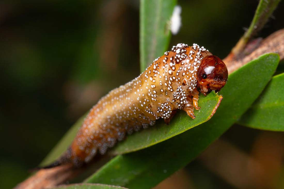 Revive a Bottlebrush Tree 