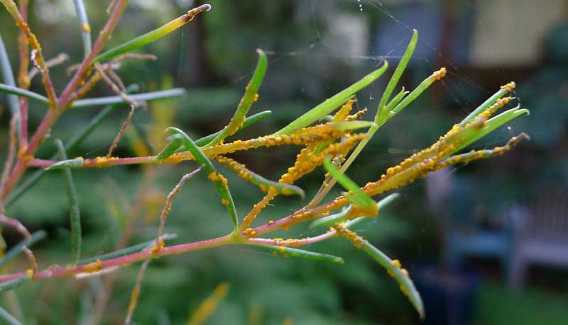 Bottlebrush Trees