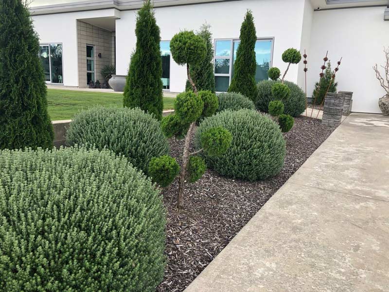 grey box plants