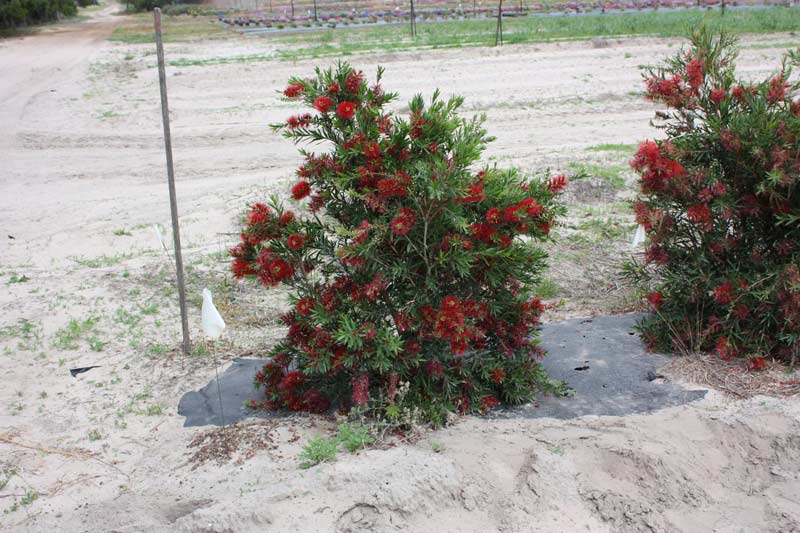 macarthur callistemon