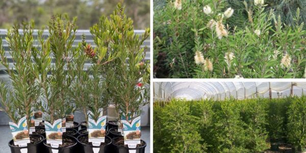 plant bottlebrush plants