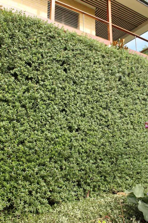 Best hedges and screens for North facing slopes