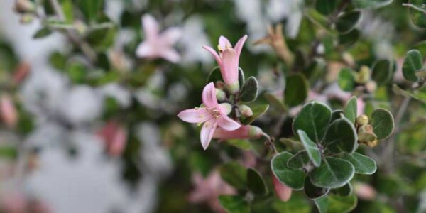 Coastal Pink