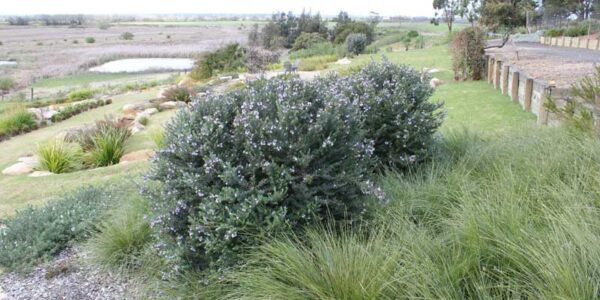 Naringa