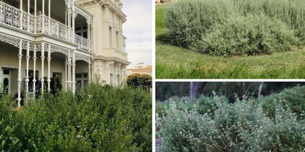 5 Hedges and Screens Loved by Melbourne