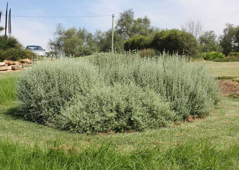 Aussie Flat Bush