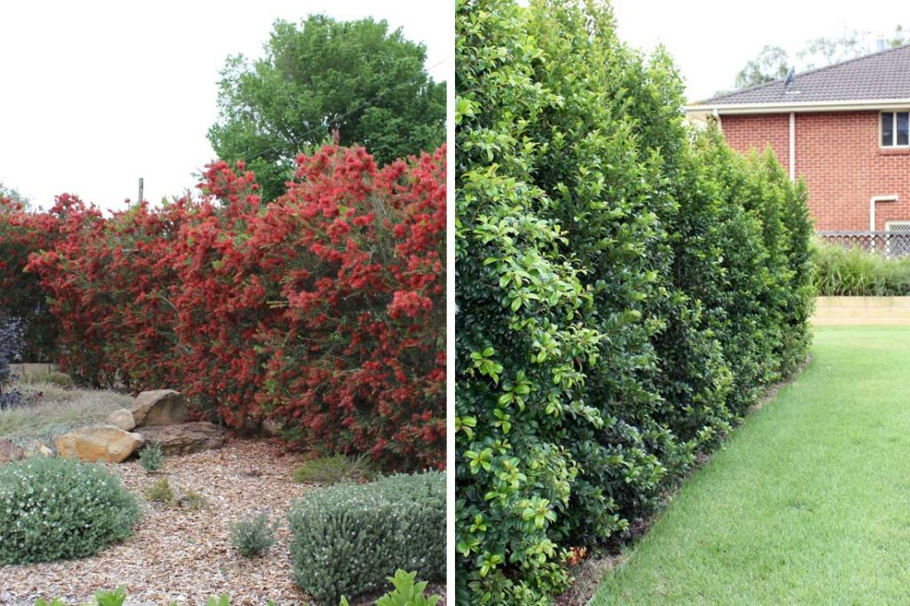 How to Use a Hedge Instead of a Fence Line