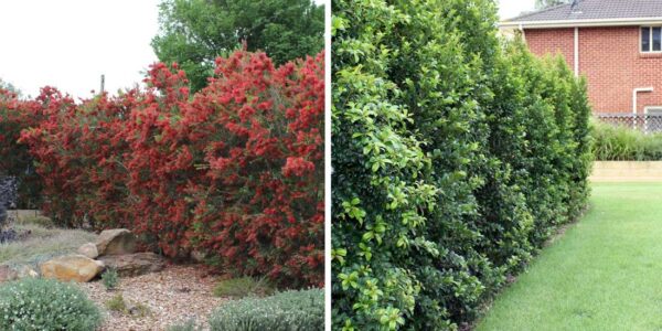 How to Use a Hedge Instead of a Fence Line