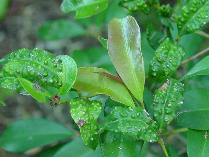 Psyllids cause lilly pilly leaves